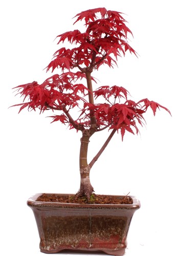 Bonsai acer palmatum - bonsai,