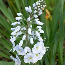 Veronika, Veronica gentianoides, Ehrenpreis