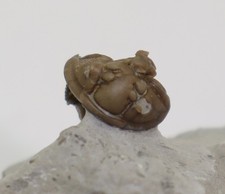 Trilobit, Calymene blumenbachi , Silur, Ludlow, Sproge Gotland, Schweden -L875