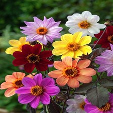 Dahlie sommerblume garten - dahlie,