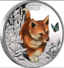 Cute and cuddly baby dingo - cuddly,
