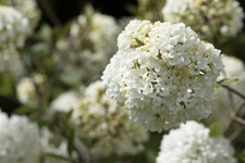 Viburnum 'Eskimo', Schneeball, weiß, 40–60 cm