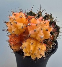 Schöner Ausgefallener