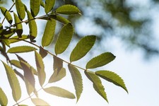 Sorbus serotina, Eberesche