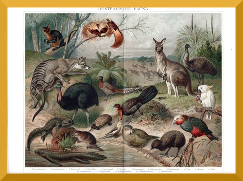 Australische fauna 130 - australische,