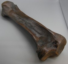 Mammut Unterschenkelknochen (Tibia - 57 cm) in Museumsqualität