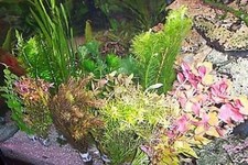 Pflanzen Set "XXL"  gegen Algen im Aquarium Aquarienpflanzen Wasserpflanzen