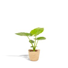 Alocasia macrorrhiza ø 19 - alocasia, –