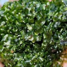 Aquariumpflanze / Loxogramme