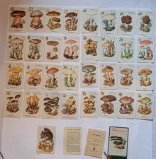 Pilze jederzeit - DDR Quartett