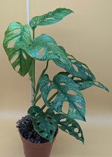 Monstera adansonii mint - monstera,