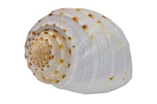 Echte Muschel Tonna Teseelata