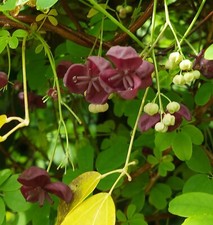 SAMEN Saatgut Sämereien