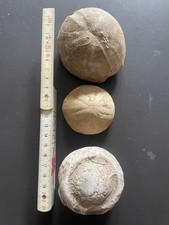 Seeigel Fossilien Konvolut Sammlung