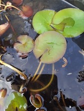 Pflanzen aus eigenem Garten Christrose Rosmarin Seerose Grünlilie Aloe Vera