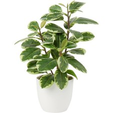 Künstliche Zimmerpflanze