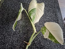 Monstera variegata - 1x,