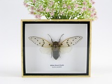 Ein echtes exotisches Insekt -