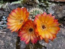 große Thai Lobivia SX-101 Hybrid Hildewintera Echinopsis Hybride Kaktus Cactus
