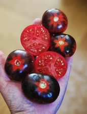 Tomatensamen Fleischtomate **Königin der Nacht** Gewächshaus / Freiland 