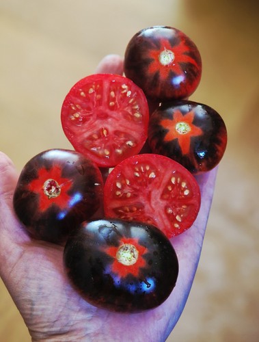 Tomatensamen fleischtomate - tomatensamen,