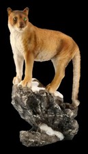 Puma figur hält ausschau - puma,