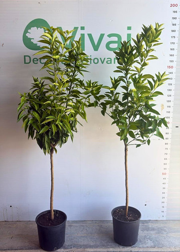 Zitruspflanze jahre vase - jahre,