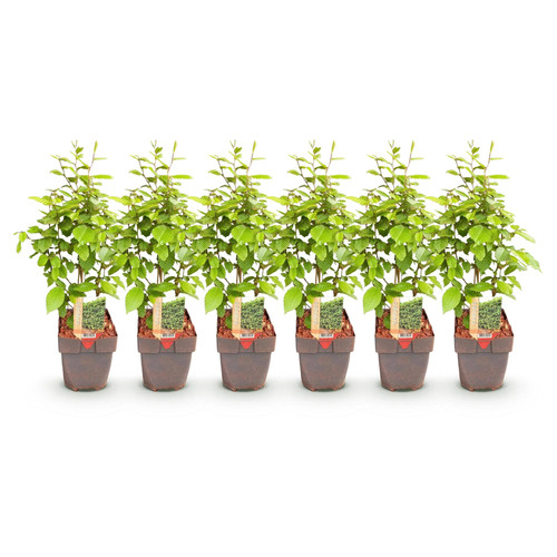 Carpinus betulus - 6x,