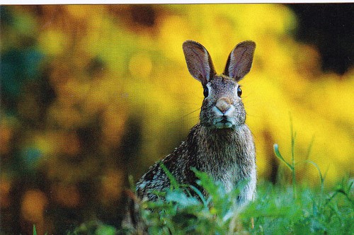 Hase rabbit postcard - ,