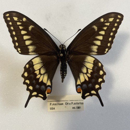 Entomologie papilio machaon - entomologie*papilio, x