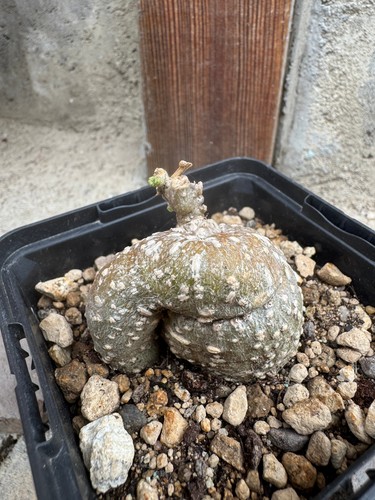 Kedrostis africana