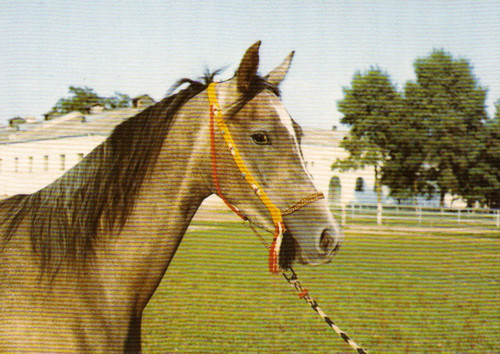 Arabian horse postcard - arabian,
