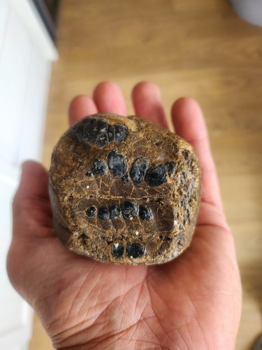 Versteinerter zahn gefunden - zahn,