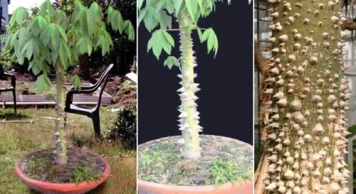 Kapok baum exotische duftende - kapok-baum,