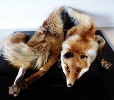 Echtes Fuchsfell Pelz Stola  130 cm, Guter Zustand, Vintage aus den 50er Jahren