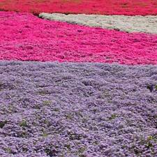 3x Polsterphlox Phlox subulata in verschiedenen Farben und Größen Staude Pflanze