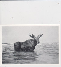 AK Postkarte Repro Ostgebiete - Unser Sandkrug Elch im Bade Kurische Nehrung