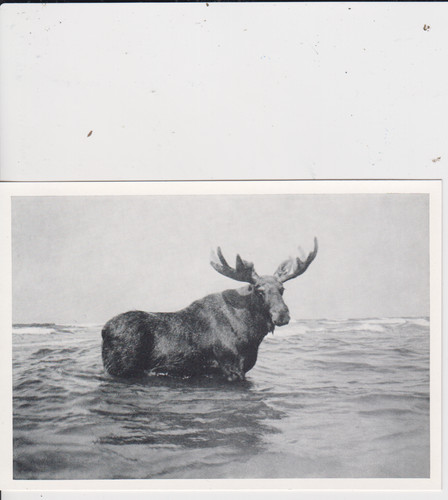 Postkarte repro ostgebiete - ak,