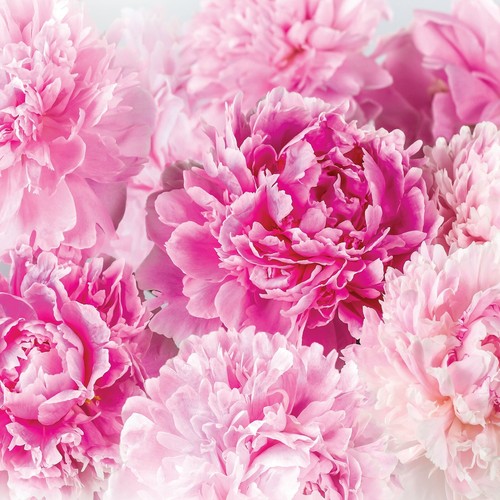 Fototapete blumen tapete vlies - blumen,