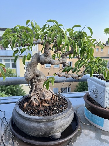 Bonsai ficus benjamin - ficus,