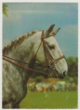 Ansichtskarten PFERDE Postkarten Serie 163 Araber Schimmel Karte Tiere
