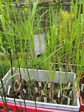 ? PFLANZEN Schilfrohr Phragmites australis im 9 cm Kulturtopf