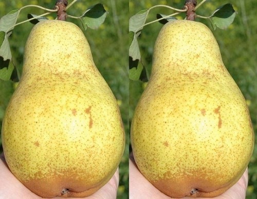 Birnenbaum ukrainische - 'ukrainische', –