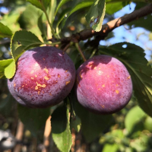 Kirkespflaume zwetschgenbaum - kirkespflaume,