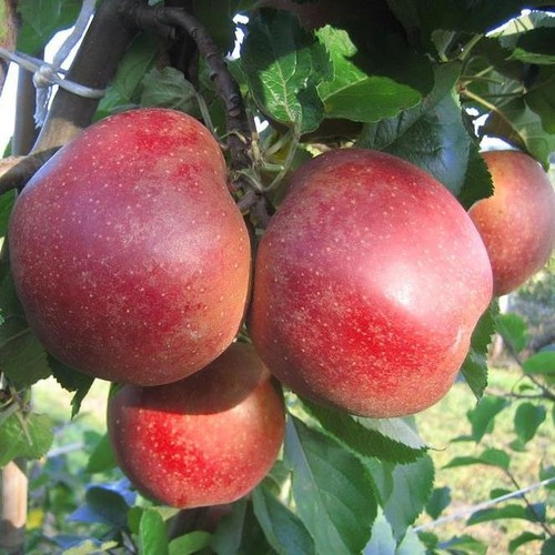 Apfelbaum roter boskoop - apfelbaum,