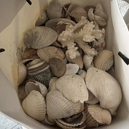 Muschelsammlung seemuscheln - muschelsammlung,