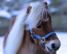 Halfter Sterne Blau Schwarz
