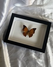 Echter Schmetterling Im