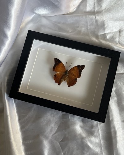 Echter schmetterling - schmetterling, im