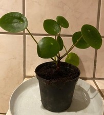 Planttini pilea ufopflanze - ,